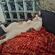 Nani participe au concours pour gagner de l'argent avec cette photo : animal, blanket, cat, comfortable, cozy, curious, cushion, ears, feline, fur, glass_blocks, home, indoor, patterned_pillow, pet, relaxed, resting, sofa, whiskers, white_and_gray_cat