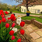 Cannelle participe au concours pour gagner de l'argent avec cette photo : cat, tulips, flowers, garden, outdoor, spring, red_flowers, pet, animal, sitting, greenery, stone_path, house, countryside, fruit_tree, potted_plant, landscape, backyard, flower_bed, nature