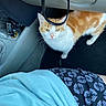 Cannelle a rejoint le concours — aidez-le/la à gagner de superbes lots ! cat, orange_cat, white_cat, animal, pet, feline, standing, indoors, car, vehicle, dashboard, car_interior, passenger_area, cable, human_hand, fur, whiskers, green_eyes, patterned_clothing, photography