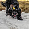 Coco Chanel is registered to the contest to win money with this photo: dog, black_dog, bow, outdoor, grass, blanket, playful, pet, animal, fur, tongue_out, happy, stretching, nature, daylight, cute, small_dog, knitted_blanket, yellow_bow, garden