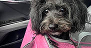 Coco Chanel is registered to the contest to win money with this photo: dog, black_dog, pet_carrier, pink_carrier, car_interior, rainy_window, raindrops, ribbon, curly_ribbon, cute, fluffy, close_up, indoors, animal, vehicle, seat, leash, zipper, portrait, looking