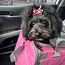 dog, black_dog, pet_carrier, pink_carrier, car_interior, rainy_window, raindrops, ribbon, curly_ribbon, cute, fluffy, close_up, indoors, animal, vehicle, seat, leash, zipper, portrait, looking