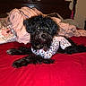 dog, black_dog, pajamas, bed, blanket, red_bedspread, wooden_headboard, indoor, pet, fur, sleepwear, lying_down, cozy, flash_reflection, cute, animal, resting, furniture, heart_pattern, nighttime