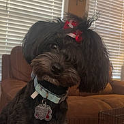 Coco Chanel joined the competition — help win amazing prizes! dog, black_dog, bow, collar, indoor, pet, couch, window_blinds, dog_crate, dog_bed, fur, curious, cute, animal, companion, domestic, living_room, tag, pet_accessory, cozy