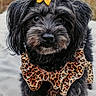 Coco Chanel is registered to the contest to win money with this photo: dog, black_dog, bow, yellow_bow, leopard_print, outfit, pet, cute, fluffy, portrait, animal, closeup, outdoor, grass, blanket, fur, friendly, adorable, mammal, companion