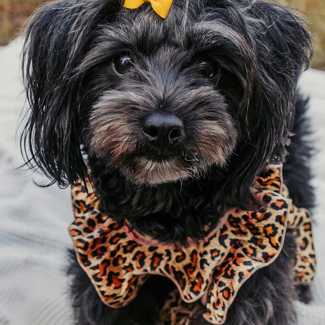 Coco Chanel is registered to the contest to win money with this photo: dog, black_dog, bow, yellow_bow, leopard_print, outfit, pet, cute, fluffy, portrait, animal, closeup, outdoor, grass, blanket, fur, friendly, adorable, mammal, companion