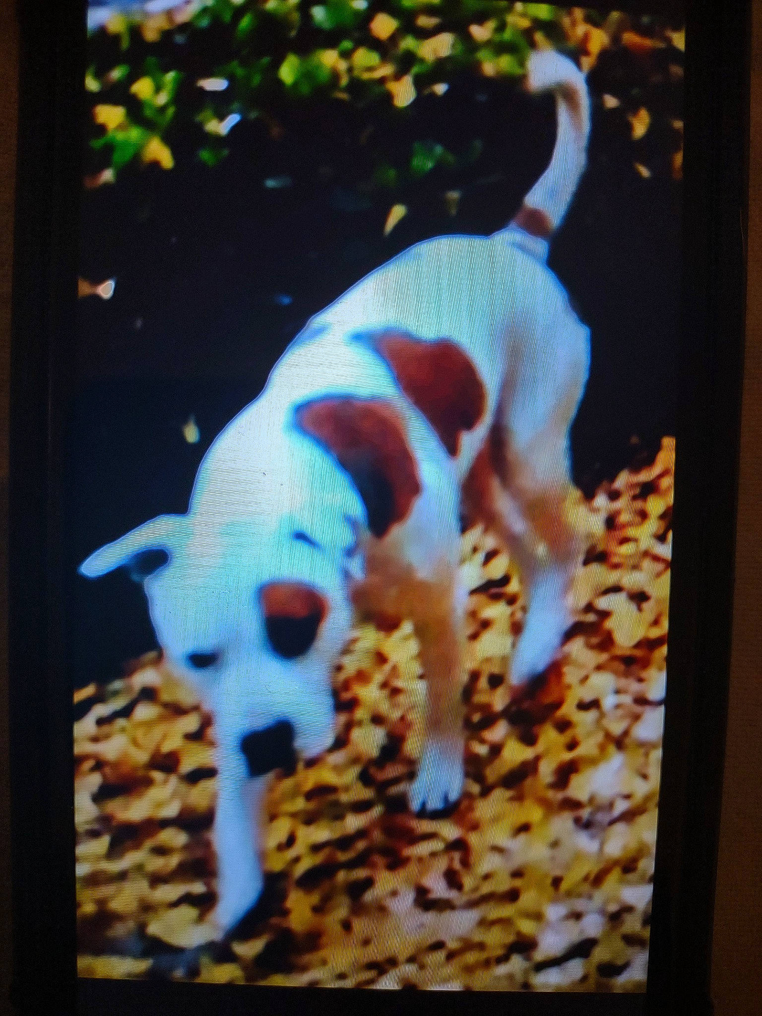 Hearts joined the competition — help win amazing prizes! adaptation, canidae, carnivore, companion_dog, display_device, dog_breed, fawn, flooring, grass, plant, rectangle, snout, sporting_group, square, tail, terrestrial_animal, visual_arts, wildlife, wood, working_animal