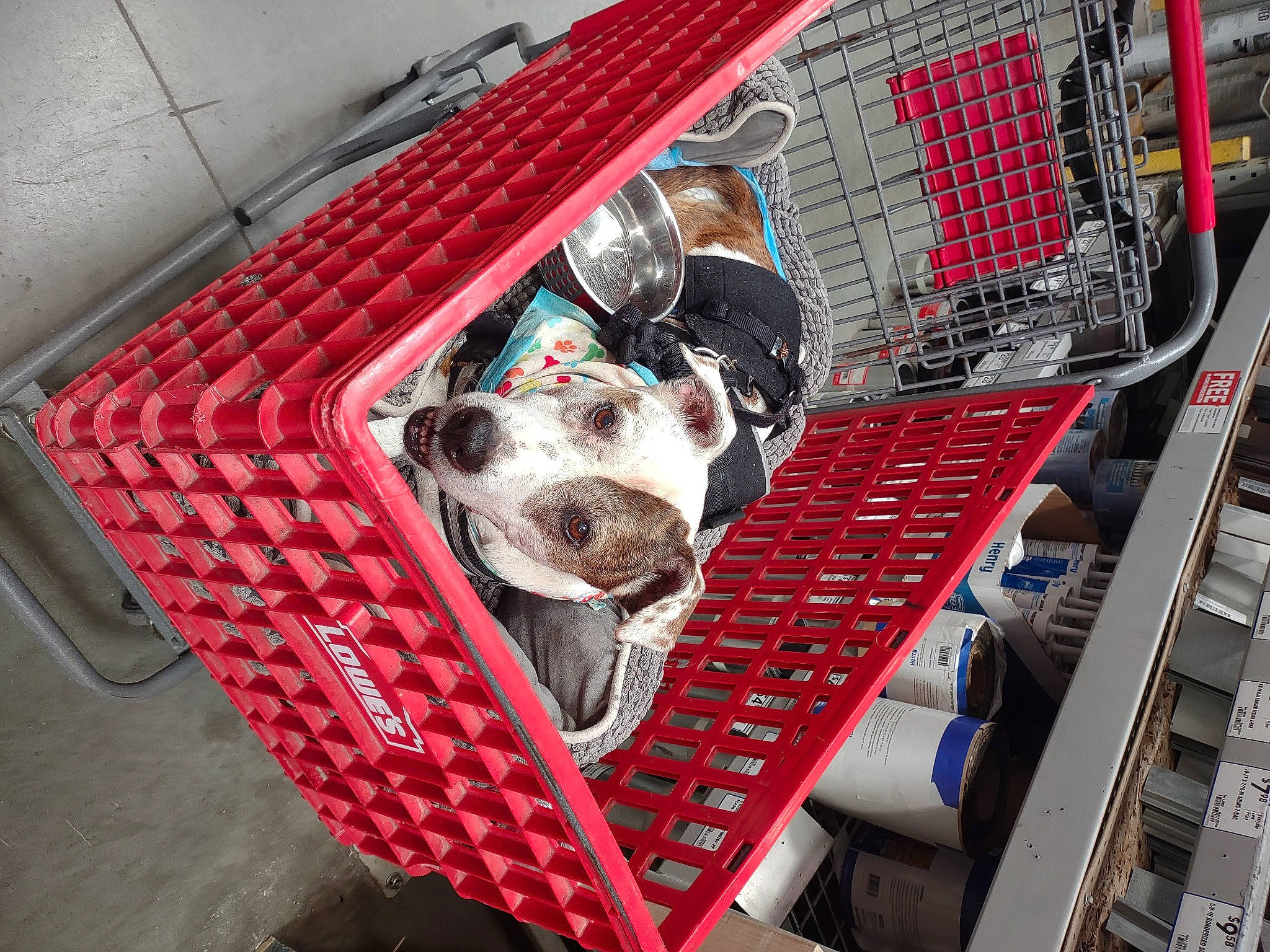 Snoopy joined the competition — help win amazing prizes! auto_part, automotive_design, automotive_exterior, automotive_lighting, building, carnivore, companion_dog, dog, dog_breed, dog_crate, dog_supply, grille, machine, pattern, personal_protective_equipment, pet_supply, snout, sporting_group, vehicle_door, working_animal