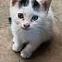 kitten, cat, white_cat, black_patches, heterochromia, blue_eye, green_eye, pet, animal, feline, cute, young_cat, sitting, looking_up, outdoor, stone_floor, fur, whiskers, ears, small