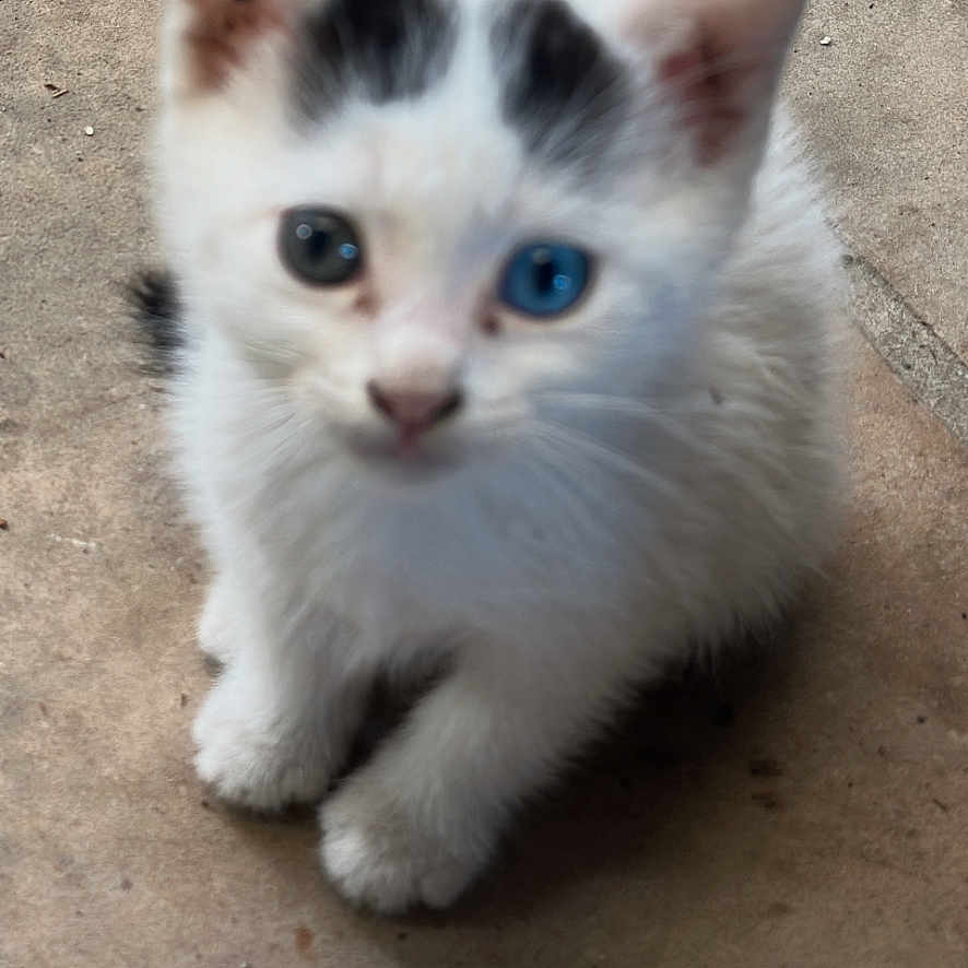 Princess joined the competition — help win amazing prizes! animal, black_patches, blue_eye, cat, cute, ears, feline, fur, green_eye, heterochromia, kitten, looking_up, outdoor, pet, sitting, small, stone_floor, whiskers, white_cat, young_cat