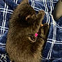 Shadow is registered to the contest to win money with this photo: kitten, black_cat, sleeping, cozy, blanket, plaid, furry, pet, animal, cute, resting, domestic_cat, fur, small_cat, indoors, soft, pink_collar, relaxed, closeup, nap