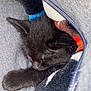 Shadow joined the competition — help win amazing prizes! black_kitten, sleeping_cat, fleece_jacket, cozy, paw, colorful_fabric, zipper, soft_texture, resting, pet, animal, fur, cute, domestic_cat, indoor, closeup, warm, snug, nap, peaceful
