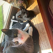 Shadow is registered to the contest to win money with this photo: cat, kitten, gray_cat, black_cat, window, sunlight, wood_floor, jar, glass_jar, knitted_blanket, pet, indoor, cozy, relaxing, animal, feline, whiskers, cute, domestic, resting