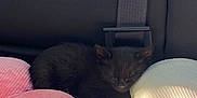 Shadow joined the competition — help win amazing prizes! black_kitten, sleeping_cat, car_seat, seatbelt, pink_cushion, white_cushion, flower_shaped_cushion, soft_texture, sunlight, shadow, cozy, pet, animal, resting, indoor, cute, small_cat, fur, peaceful, nap