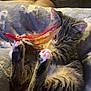 Noodle joined the competition — help win amazing prizes! cat, kitten, tabby, playing, feather_toy, paws, blanket, cozy, indoor, pet, fur, cute, animal, relaxing, living_room, soft_light, young_cat, whiskers, ears, claws