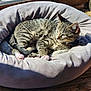 cat, tabby_cat, pet_bed, sunlight, window, snow, wood_floor, relaxed, cozy, indoor, animal, feline, paws, striped, resting, domestic_cat, fur, collar, daylight, pink_paws