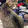 cat, tabby_cat, animal, pet, feline, fur, whiskers, tail, blanket, clothing_pile, laundry, indoor, furniture, curious, looking_back, household, messy, domestic, resting, brown