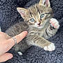 kitten, tabby, cat, paw, human_hand, ring, blanket, cozy, cute, pet, feline, young_animal, soft_texture, indoor, playing, close_up, animal, fur, pink_paw, relaxed