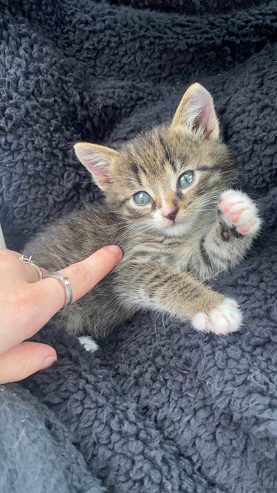 Noodle joined the competition — help win amazing prizes! kitten, tabby, cat, paw, human_hand, ring, blanket, cozy, cute, pet, feline, young_animal, soft_texture, indoor, playing, close_up, animal, fur, pink_paw, relaxed