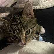 Noodle is registered to the contest to win money with this photo: kitten, cat, tabby, close_up, indoor, blanket, soft_texture, curious, pet, animal, fur, whiskers, ear, face, cuddle, cozy, resting, domestic_cat, young, cute
