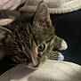 kitten, cat, tabby, close_up, indoor, blanket, soft_texture, curious, pet, animal, fur, whiskers, ear, face, cuddle, cozy, resting, domestic_cat, young, cute