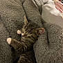 Noodle is registered to the contest to win money with this photo: kitten, cat, sleeping, blanket, gray, cozy, tabby, paw, fur, pet, indoor, resting, comfort, warm, human, socks, bed, relaxation, cute, closeup