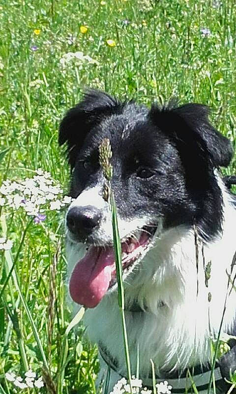 Olya a rejoint le concours — aidez-le/la à gagner de superbes lots ! canidae, carnivore, collar, companion_dog, dog, dog_breed, dog_collar, fang, flower, fur, grass, grassland, herding_dog, pasture, plant, snout, sporting_group, terrestrial_animal, whiskers, working_animal