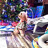 Bailey is registered to the contest to win money with this photo: dog, small_dog, pet, christmas_tree, christmas, holiday, festive, ornaments, colorful_lights, wrapped_gifts, presents, costume, clothing, indoor, living_room, wooden_floor, baby_rocker, pet_bed, decorations, portrait