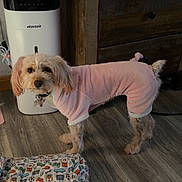 Bailey joined the competition — help win amazing prizes! dog, pet, pink_outfit, jumpsuit, small_dog, standing, animal, canine, floppy_ears, collar, indoors, wooden_floor, dresser, furniture, air_purifier, flowers, pet_bed, soccer_theme, portrait, home