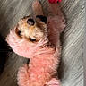 Bailey joined the competition — help win amazing prizes! black_nose, collar, colorful_toy, companion_animal, cute, dark_eyes, dog, dyed_fur, floor, fluffy, indoor, lying_down, overhead_view, pet, pink_fur, portrait, puppy, small_dog, toy_dog, wood_floor