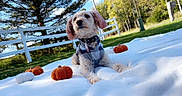 Bailey is registered to the contest to win money with this photo: dog, small_dog, pet, animal, outdoor, autumn, fall, pumpkins, blanket, plaid_clothing, collar, fashionable, sitting, lounging, grass, trees, fence, backyard, sunlight, portrait
