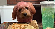 Bailey joined the competition — help win amazing prizes! brick_wall, brown_dog, cafe, dog, drink, eyes, face, fluffy, food, green_drink, indoors, nose, paper_bag, portrait, quesadilla, restaurant, sitting, small_dog, table, takeout