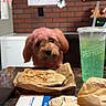Bailey joined the competition — help win amazing prizes! dog, small_dog, brown_dog, fluffy, portrait, face, eyes, nose, sitting, indoors, restaurant, cafe, table, food, quesadilla, takeout, paper_bag, drink, green_drink, brick_wall