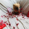 Bella joined the competition — help win amazing prizes! dog, puppy, small_dog, brown_fur, long_hair, sitting, valentines_day, hearts, romance, love, red_decorations, garland, heart_shaped, sparkles, white_blanket, indoor, portrait, holiday, gift_decor, wifi_sign