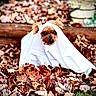 Bella is registered to the contest to win money with this photo: dog, small_dog, ghost_costume, white_sheet, outdoor, autumn, fall_leaves, leaves, backyard, garden, grass, wood, rustic, portrait, animal, pet, funny, costume, brown_fur, sitting