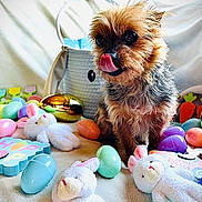 Bella is registered to the contest to win money with this photo: dog, puppy, small_dog, scruffy_fur, brown_fur, black_and_tan, tongue, licking, portrait, sitting, toy, plush_toy, rubber_duck, plastic_egg, colorful, easter, blanket, indoor, pet, cute