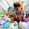 dog, puppy, small_dog, scruffy_fur, brown_fur, black_and_tan, tongue, licking, portrait, sitting, toy, plush_toy, rubber_duck, plastic_egg, colorful, easter, blanket, indoor, pet, cute