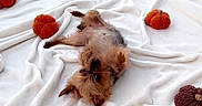 Bella joined the competition — help win amazing prizes! bed, blanket, brown_fur, cozy, cute, decorative_pumpkins, dog, ears, eyes, face, indoor, long_hair, lying_down, paws, playful, portrait, puppy, small_dog, upside_down, yorkshire_terrier
