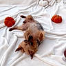 dog, yorkshire_terrier, puppy, small_dog, long_hair, brown_fur, lying_down, upside_down, portrait, face, eyes, ears, paws, blanket, bed, indoor, cute, playful, decorative_pumpkins, cozy