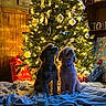 Daisy joined the competition — help win amazing prizes! puppies, dogs, christmas_tree, holiday, festive, ornaments, string_lights, cozy, blanket, presents, gift_wrapping, wooden_floor, interior, christmas_decorations, pets, sitting, fluffy, portrait, warm_lighting, candle