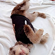 Daisy joined the competition — help win amazing prizes! dog, small_dog, pet, fluffy, lying_down, upside_down, black_shirt, white_bedding, bed, indoor, portrait, cute, funny, relaxed, brown_fur, long_hair, pink_nose, open_mouth, paws, orange_pompoms