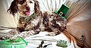 Daisy is registered to the contest to win money with this photo: dog, pet, shaggy_dog, curly_fur, brown_and_white, sitting, lying_down, open_mouth, happy, green_hat, party_hat, st_patricks_day, festive, beads, shamrock, couch, blanket, indoor, portrait, holiday_decorations