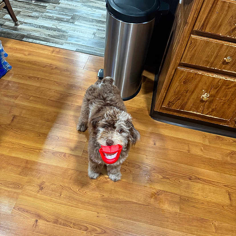 Daisy