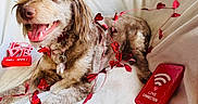 Daisy is registered to the contest to win money with this photo: blanket, brown_and_white, couch, dog, fluffy, happy, heart_decoration, indoor, long_hair, love, lying_down, open_mouth, ornament, pet, portrait, puppy, red, smiling, tongue, valentines_day