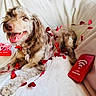 Daisy is registered to the contest to win money with this photo: dog, puppy, fluffy, brown_and_white, long_hair, happy, smiling, open_mouth, tongue, lying_down, couch, blanket, indoor, portrait, valentines_day, heart_decoration, red, love, ornament, pet
