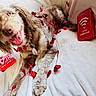 Daisy joined the competition — help win amazing prizes! animal, bed, blanket, collar, cozy, dog, dog_tag, fluffy, garland, hearts, indoor, lying_down, pet, puppy, red_decoration, shaggy, smiling, tongue_out, valentines_day, white_bedding