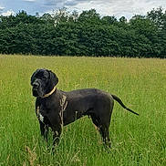 Victor participe au concours pour gagner de l'argent avec cette photo : animal, black_dog, canine, clouds, collar, dog, field, grass, great_dane, greenery, meadow, nature, outdoor, peaceful, pets, sky, standing, summer, trees, wildflowers