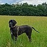 animal, black_dog, canine, clouds, collar, dog, field, grass, great_dane, greenery, meadow, nature, outdoor, peaceful, pets, sky, standing, summer, trees, wildflowers