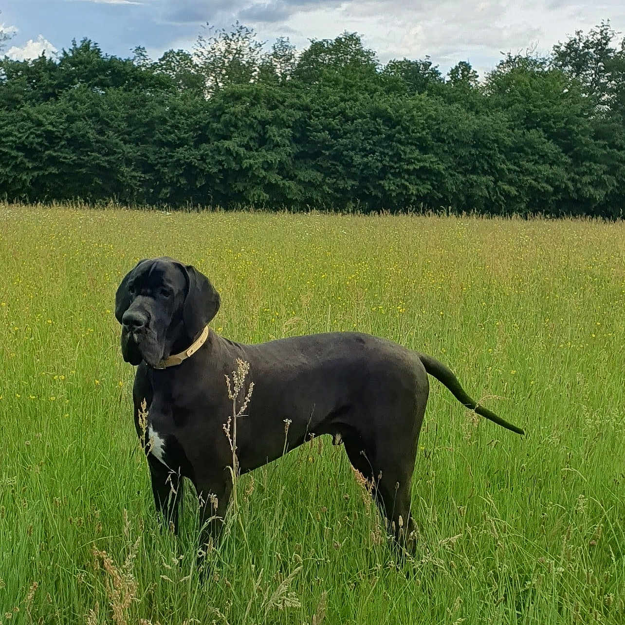Victor