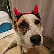 Chibs a rejoint le concours — aidez-le/la à gagner de superbes lots ! dog, pet, indoor, costume, red_horns, curious, animal, closeup, face, fur, floor, wood, ears, black_nose, white_fur, brown_fur, sitting, headband, looking_up, household